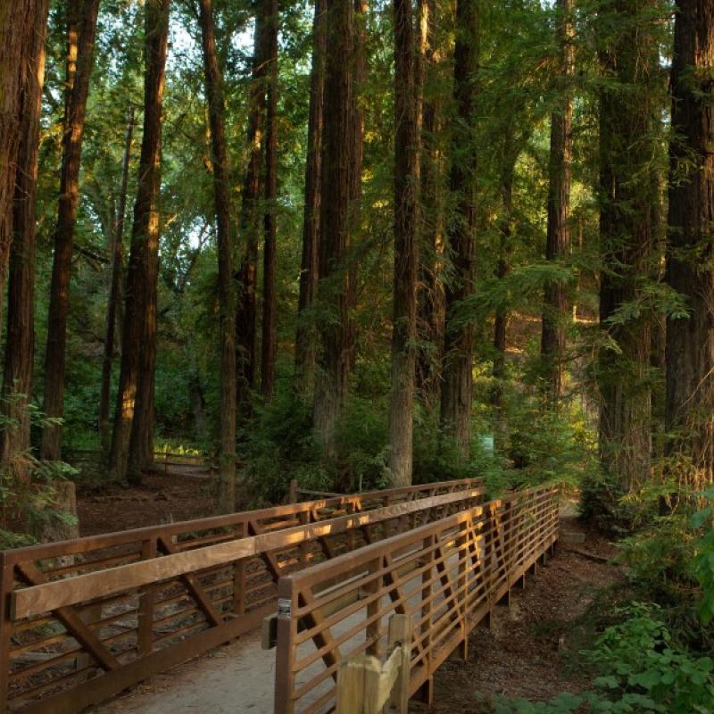 Redwoods in Sonoma County