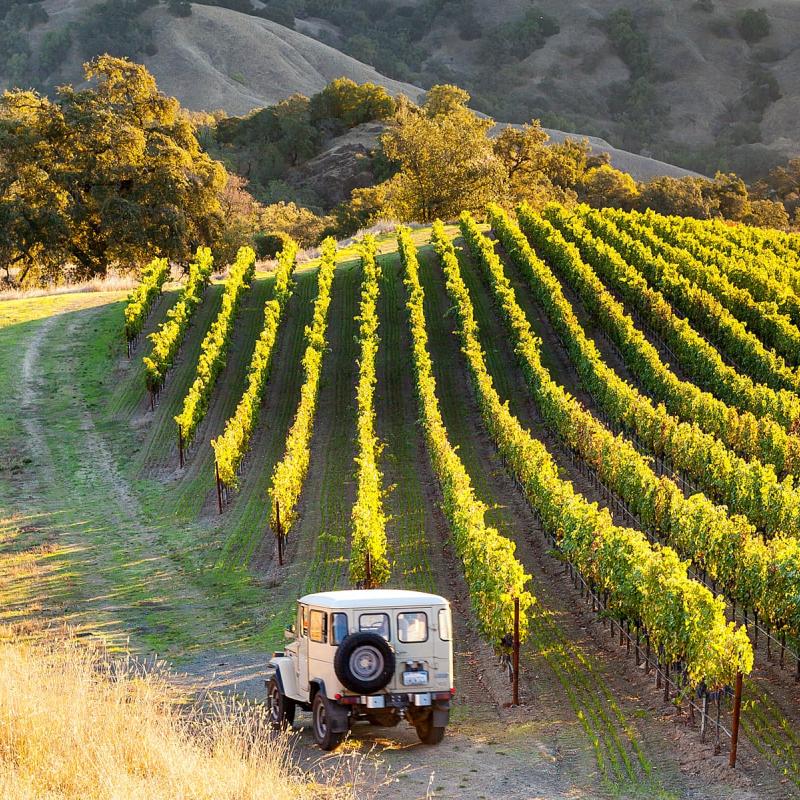 Sonoma County vineyard