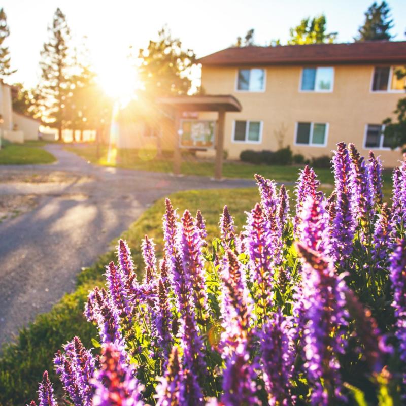 Lavender