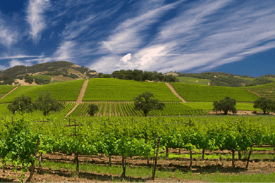 Vineyards
