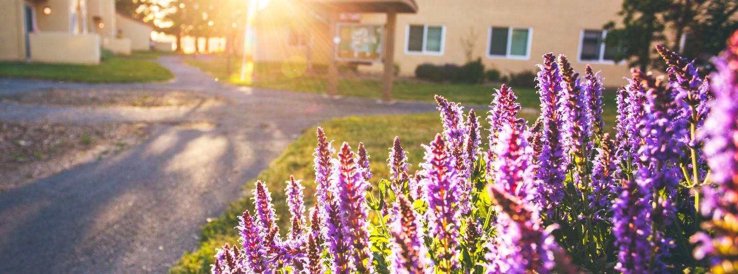 Lavender in front of Cabernet village with the sun setting behind the building