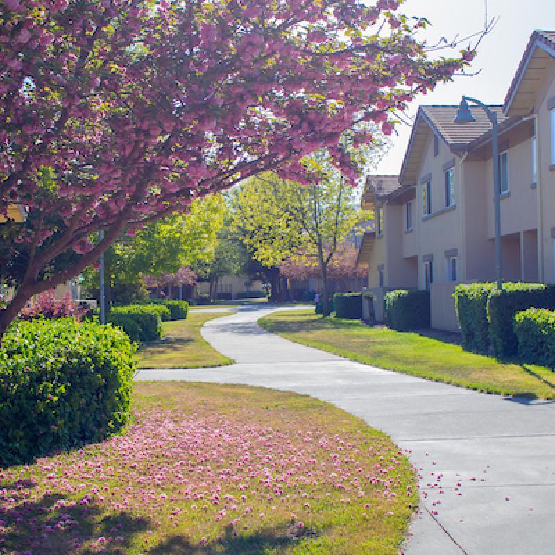 student housing tree lined path and white buildings