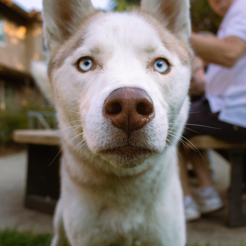 Husky 