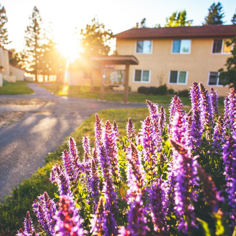 Lavender in front of Cabernet village with the sun setting behind the building