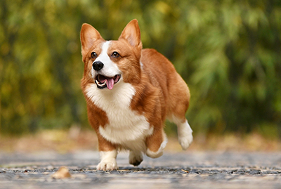 tan and white small dog running