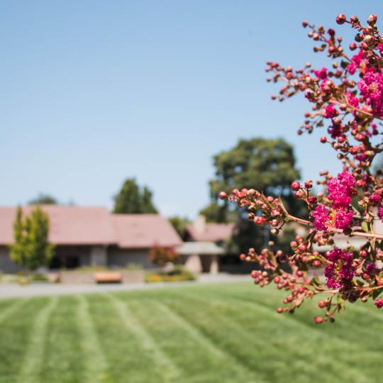 pink flowers campus lawn